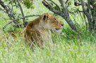 Kruger in the Bush - Close Up